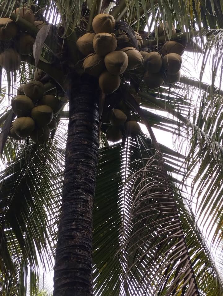 Đất vườn dừa Tân Thành Bình 1500m² giá 750 triệu - Sổ đỏ chính chủ, thương lượng nhẹ!