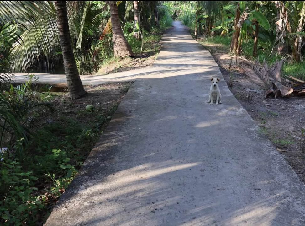 Đất vườn dừa Nhơn Thạnh Bến Tre 1538m² giá 800 triệu - Đầu tư sinh lời ngay!