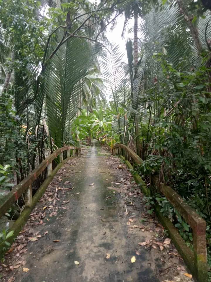 Đất nền xã Lương Hòa, Giồng Trôm, 5000m² giá 250 triệu - Cơ hội đầu tư sinh lời!