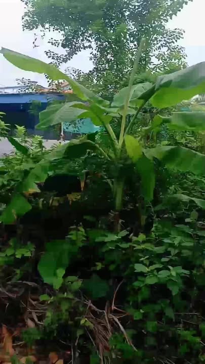 Đất nền 156m² xóm An Nội, Bình Lục, Hà Nam - Giá chỉ 870 triệu, pháp lý rõ ràng!