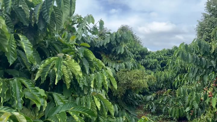 Đất Đắk Gằn, Đắk Mil 17.000m² giá 3.95 tỷ - Tiềm năng đầu tư lớn!