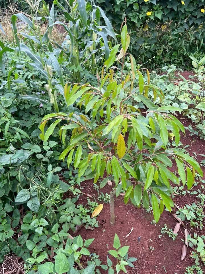 Đất nông nghiệp 3 xào tại Quảng Tiến Cư M'gar giá 900 triệu - Bán gấp, bớt lộc cho khách hàng!