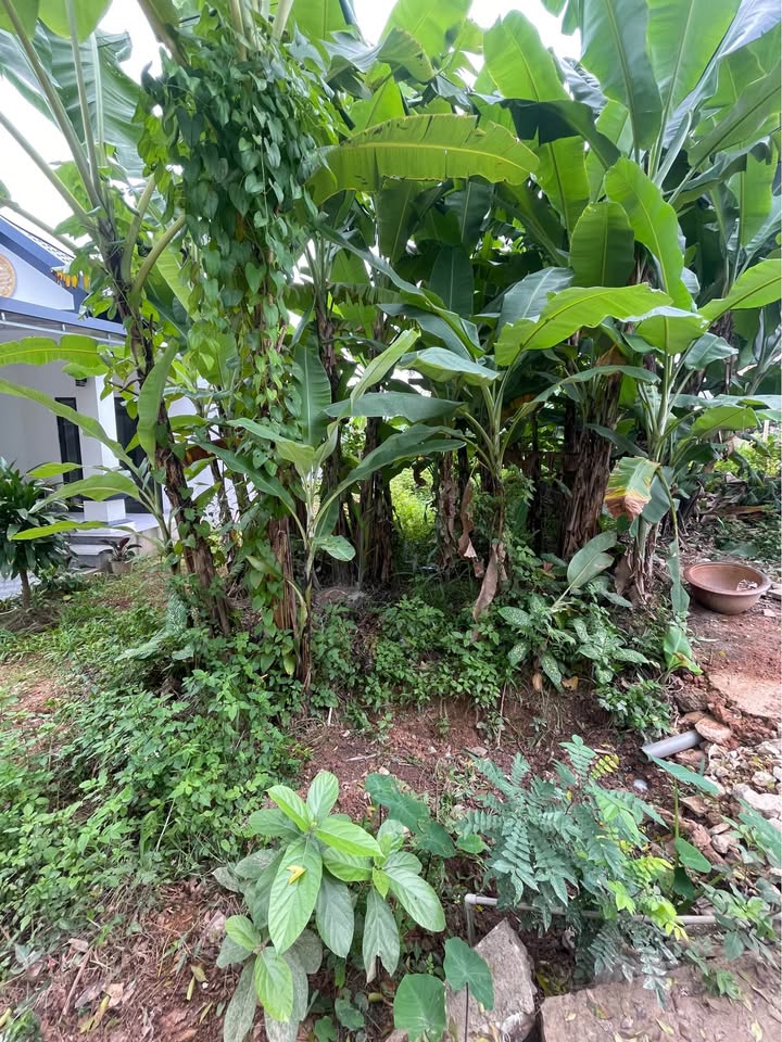 Đất nền Kim Phú Tuyên Quang 200m² - Sổ đỏ chính chủ, xây nhà đẹp!