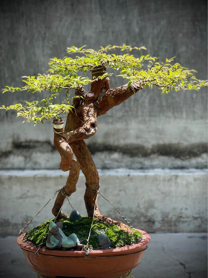 Đất nền Hòa Thành Tây Ninh 800m² - Thổ cư 100%, giá thương lượng trực tiếp!