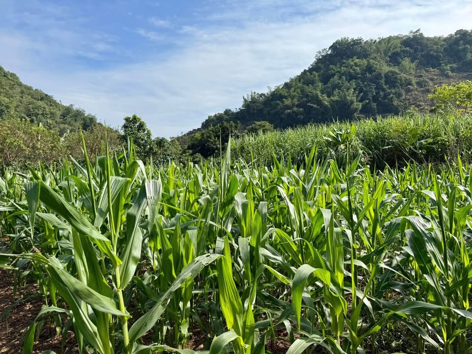 Đất vườn 2000m² tại Chiềng Sinh - Sổ đỏ chính chủ - Giá thỏa thuận