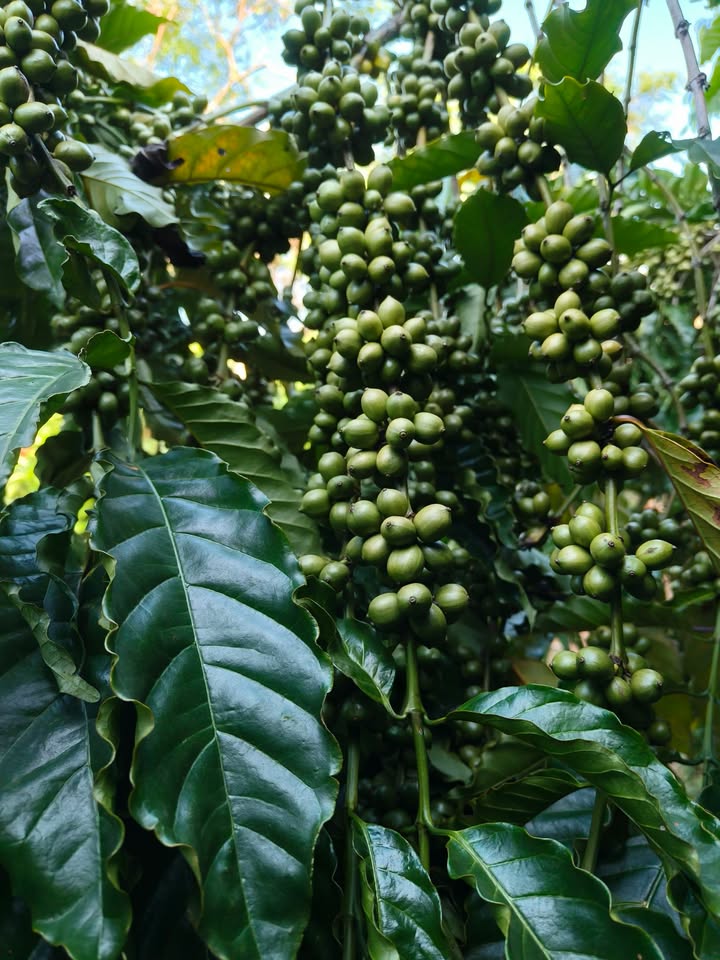 Đất nền Quảng Tín Đắk Nông 10200m² giá 80 triệu/m - Tiềm năng đầu tư lớn!