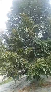 Đất sầu riêng 9 công tại Bình Hàng Tây, Cao Lãnh - Giá chỉ 4.1 tỷ, thương lượng tốt!