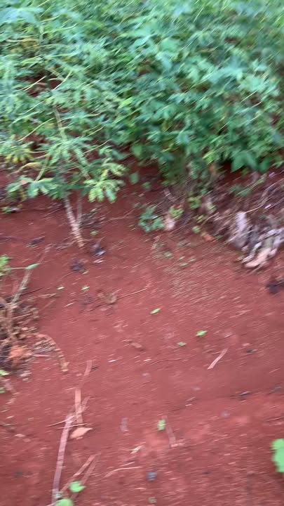 Đất nền 10ha tại Kon Chiêng, Mang Yang, Gia Lai - Giá chỉ 5.5 tỷ, sổ đỏ chính chủ!