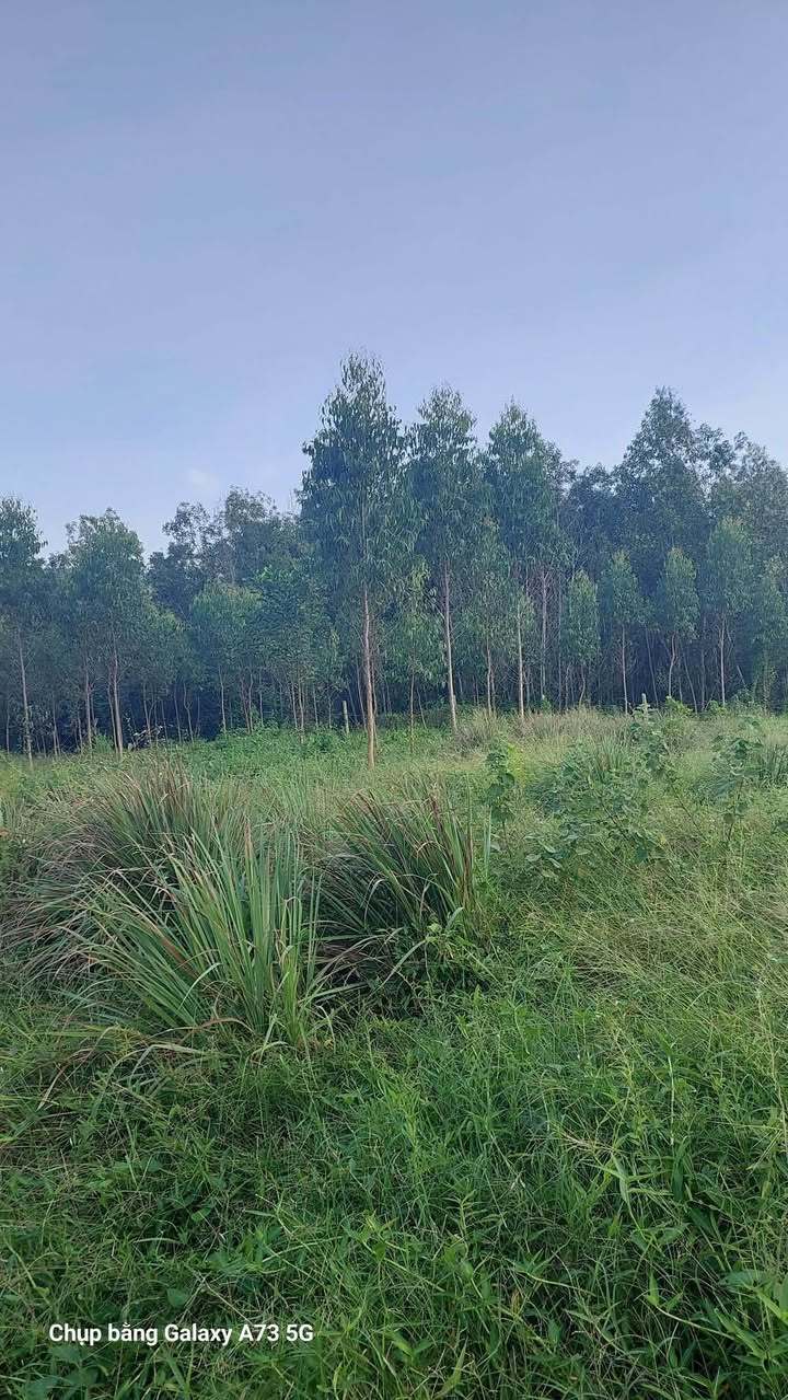 Đất rừng Bình Nghi, Tây Sơn 5 hecta - Tiềm năng phát triển lớn!