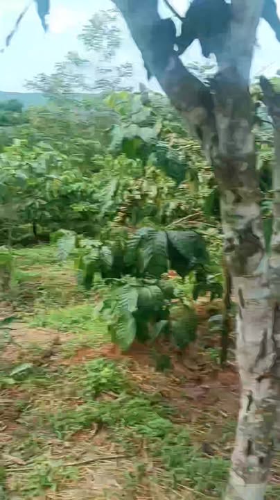 Đất nền 1ha thôn Tam Thuận, xã Cư Klông, giá 2.5 tỷ - Sổ đỏ chính chủ!