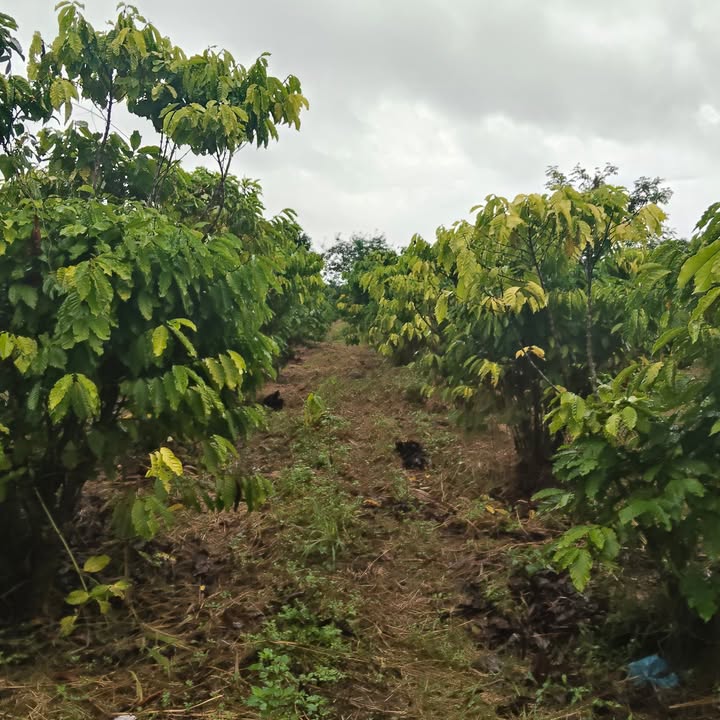 Đất nền 5,4 sào mặt đường Ea Siên Hà Lan - Chỉ 1.75 tỷ VND