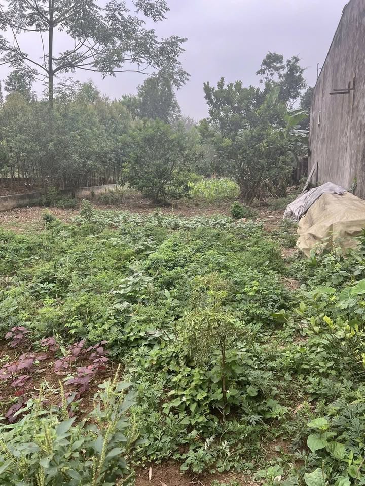 Đất thổ cư Khu 8 Chu Hóa 369.5m² giá 2.95 tỷ - Cơ hội đầu tư hấp dẫn!