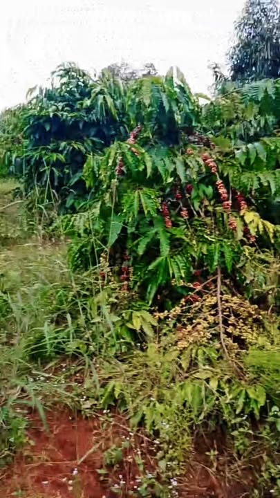 Farm 1ha tại thị trấn Ia Ly, Chư Păh - Giá 1.7 tỷ, sẵn sàng đầu tư!