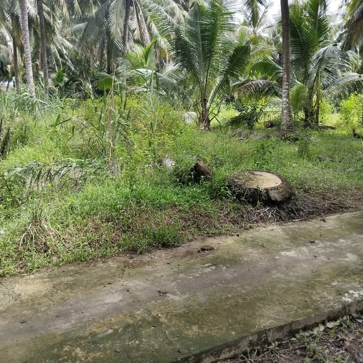 Đất nền Thới Lai, Bình Đại 200.5m² giá 300 triệu - Cơ hội đầu tư tuyệt vời!