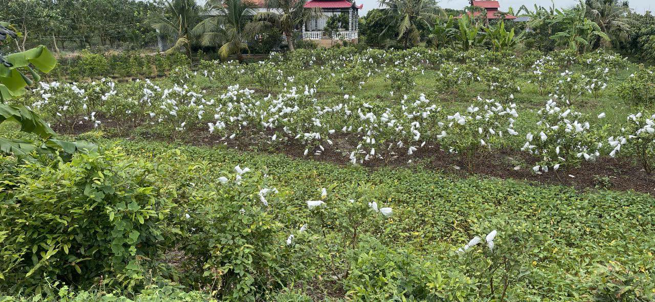 Đất lúa 2221m² mặt tiền đường nhựa 47m tại Đồng Tháp - Tiềm năng sinh lời cao!