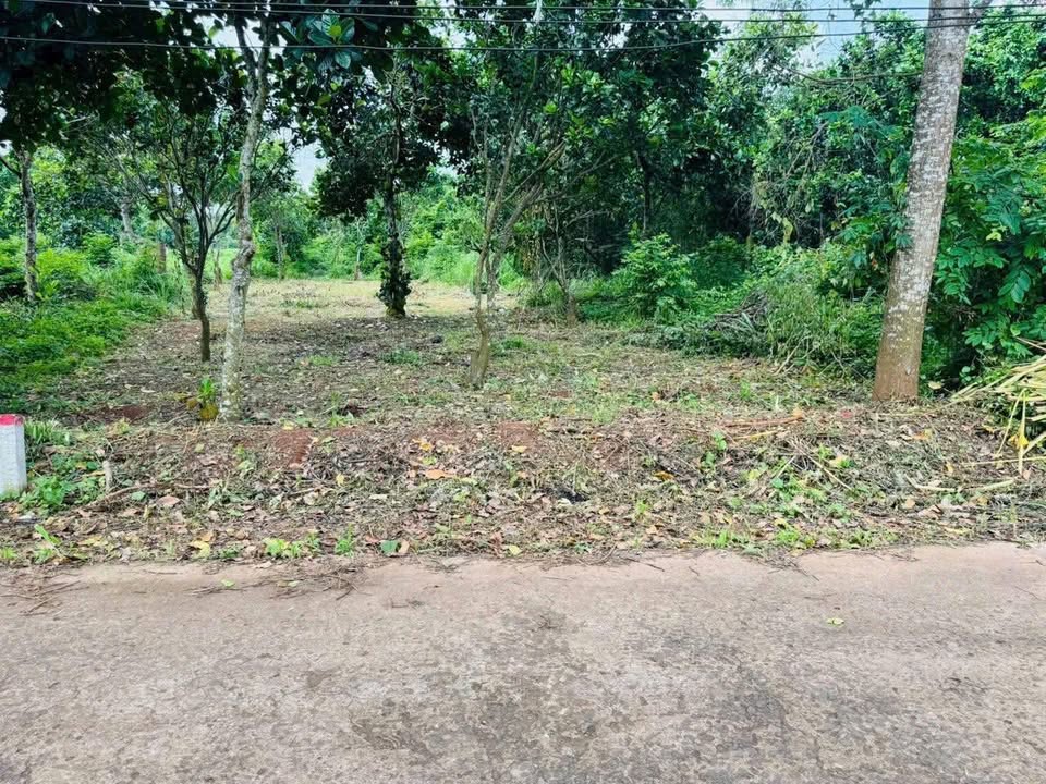 Đất thổ cư 186m² mặt tiền đường nhựa tại Xuân Tây - Giá chỉ 550 triệu