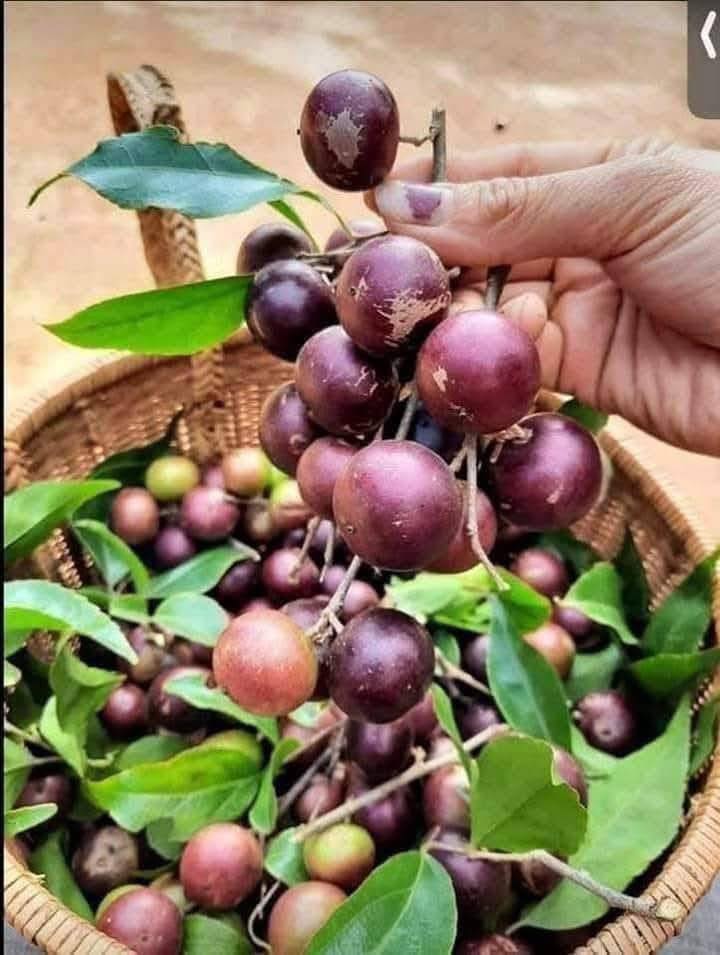 Đất Lái Thiêu, Bình Dương 106m² giá 3.15 tỷ - Nở hậu, chính chủ bán gấp!