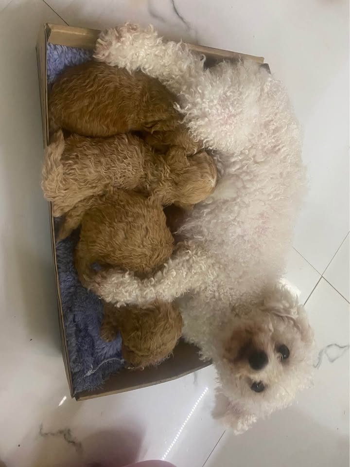 Đất nền Phú Xá Thái Nguyên 500m² giá 3 tỷ - Cơ hội đầu tư biệt thự lý tưởng!