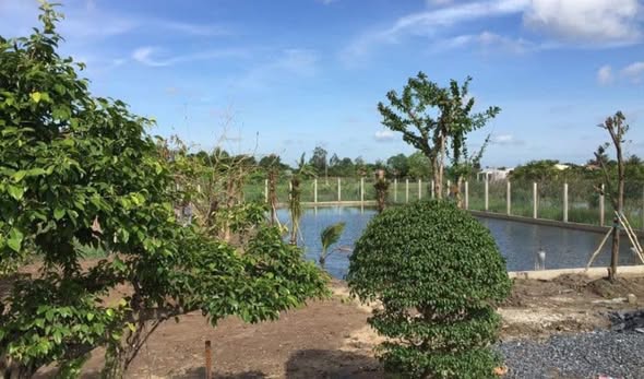 Trang trại 5000m² tại Móng Cái - Giá chỉ 4 tỷ, cơ hội đầu tư tuyệt vời!