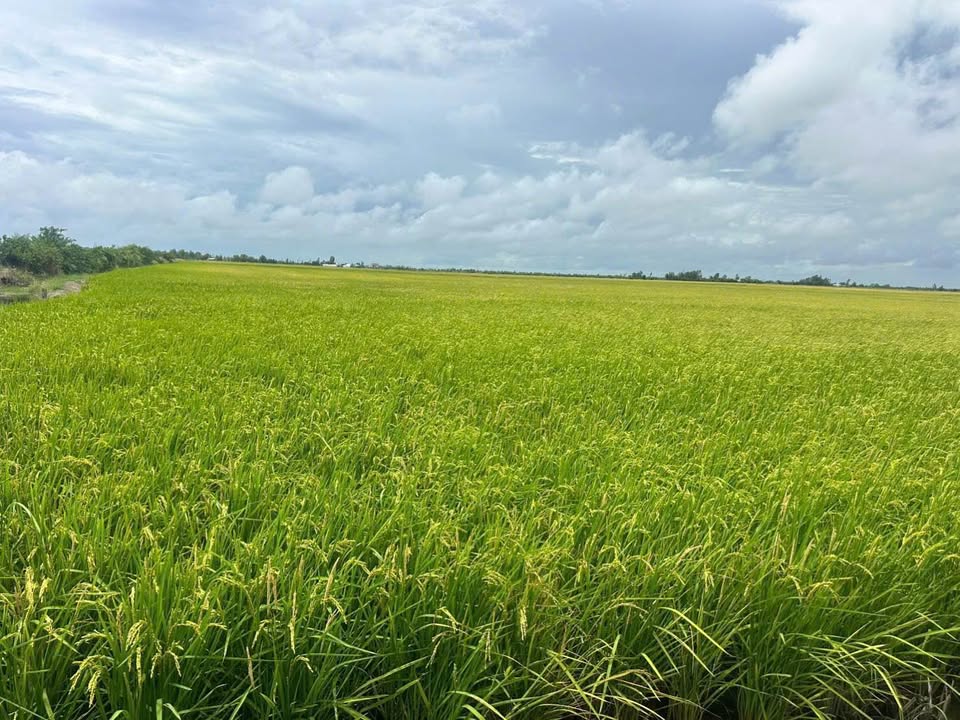 Đất lúa 60 công mặt tiền kênh 200 - Xã Bình Sơn, Hòn Đất - Giá thỏa thuận hấp dẫn!