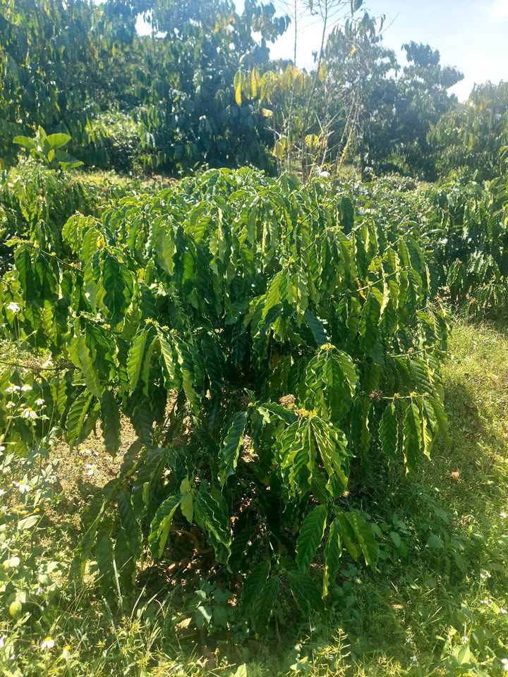 Đất nền Lộc Châu Bảo Lộc 3600m² giá chỉ 780 triệu - Sổ đỏ chính chủ!