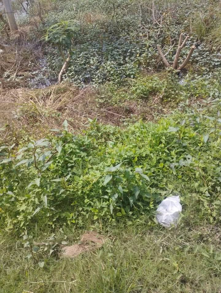 Đất nền Mỏ Cày Nam 3000m² giá 7.5 tỷ - Mặt tiền Quốc lộ 60 rộng 17m!