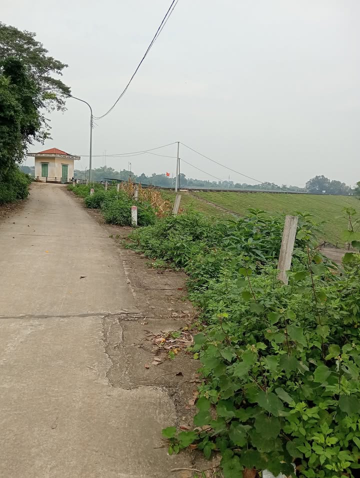 Đất nền Tùng Thiện, Sơn Tây 1550m² - Sổ hồng chính chủ, giá thỏa thuận!