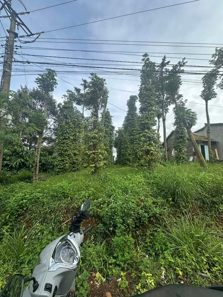 Đất nền thôn Đức Bình, Đắk Mil 600m² giá 1.35 tỷ - Cơ hội đầu tư tuyệt vời!