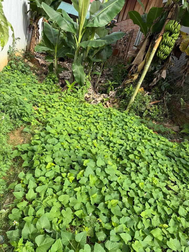 Đất nền tổ 9, phường Tô Hiệu, 49m² giá 700 triệu - Ô tô đỗ cửa, vị trí đắc địa!