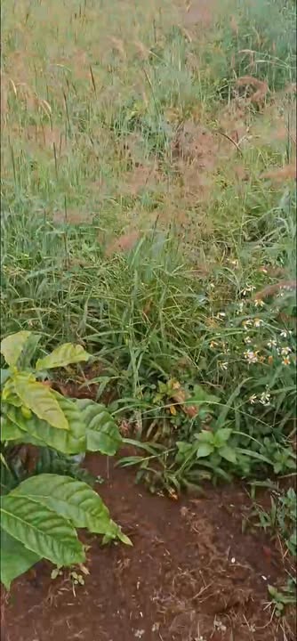 Đất nông nghiệp 5 sào tại Tam Hợp, Đắk Lắk chỉ 550 triệu - Đầu tư sinh lời ngay!