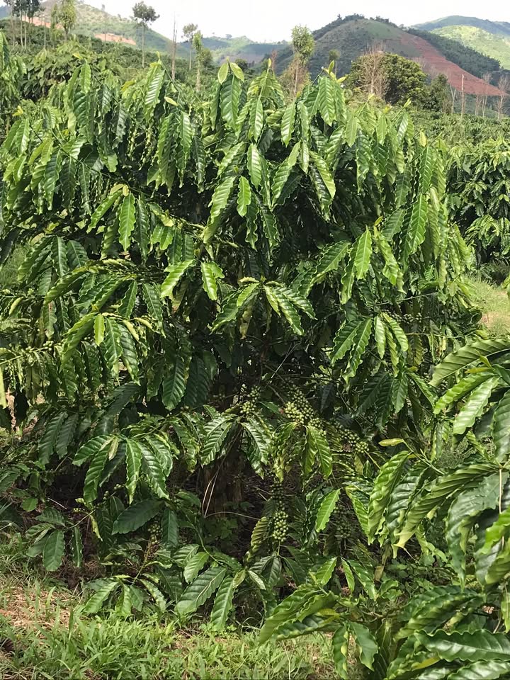 2 Lô Đất Vườn và Mặt Đường Nhựa tại Xã Knônglô, Huyện Lạc - Giá Thỏa Thuận!