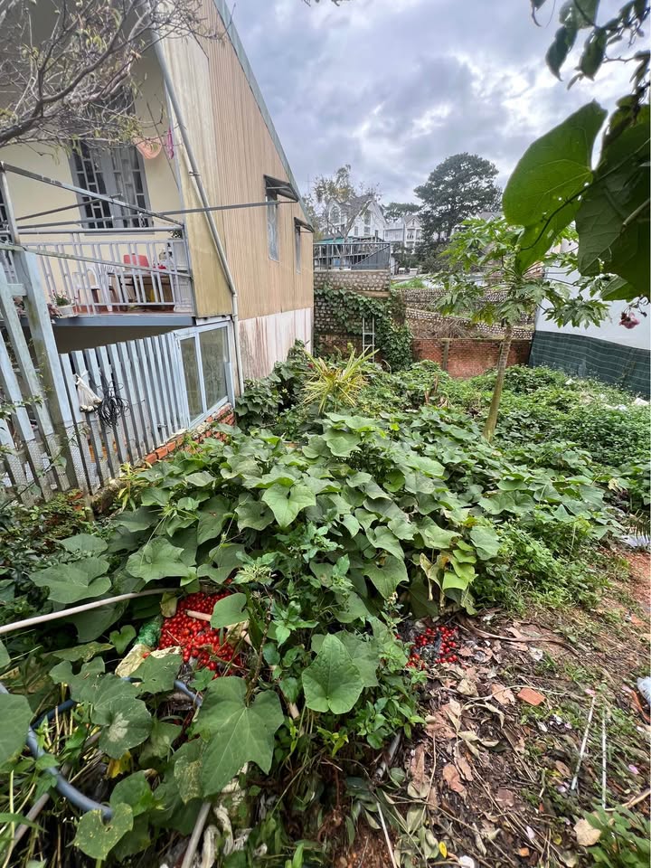 Đất đẹp 100m² đường 3/4, Đà Lạt - Giá 1.5 tỷ, cơ hội đầu tư tuyệt vời!