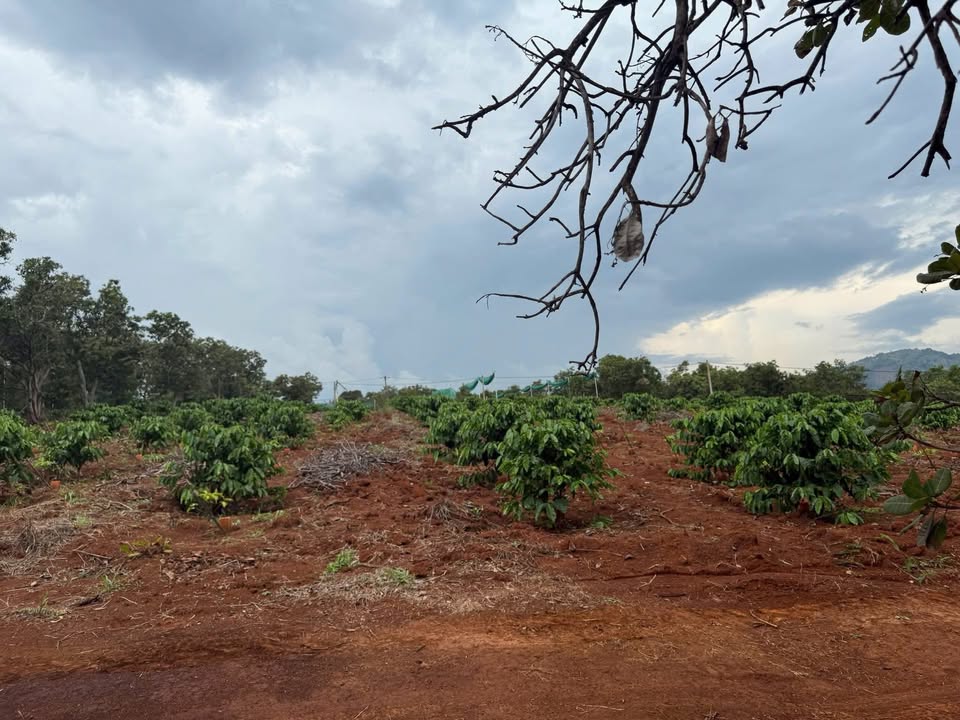 Farm 5 hecta tại Ia Grăng, Gia Lai - Đầu tư sinh lời với sầu riêng và cà phê!