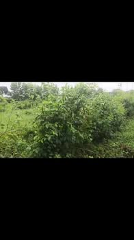 Lô rẫy cà phê tại xã Ia Phang, huyện Chư Pưh, diện tích 8.000m² - Giá chỉ 1.85 tỷ!