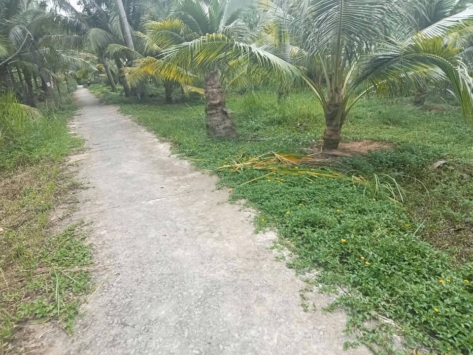 Đất Tân Thành Bình, Vĩnh Long 839m² giá 800 triệu - Sổ đỏ chính chủ, thương lượng