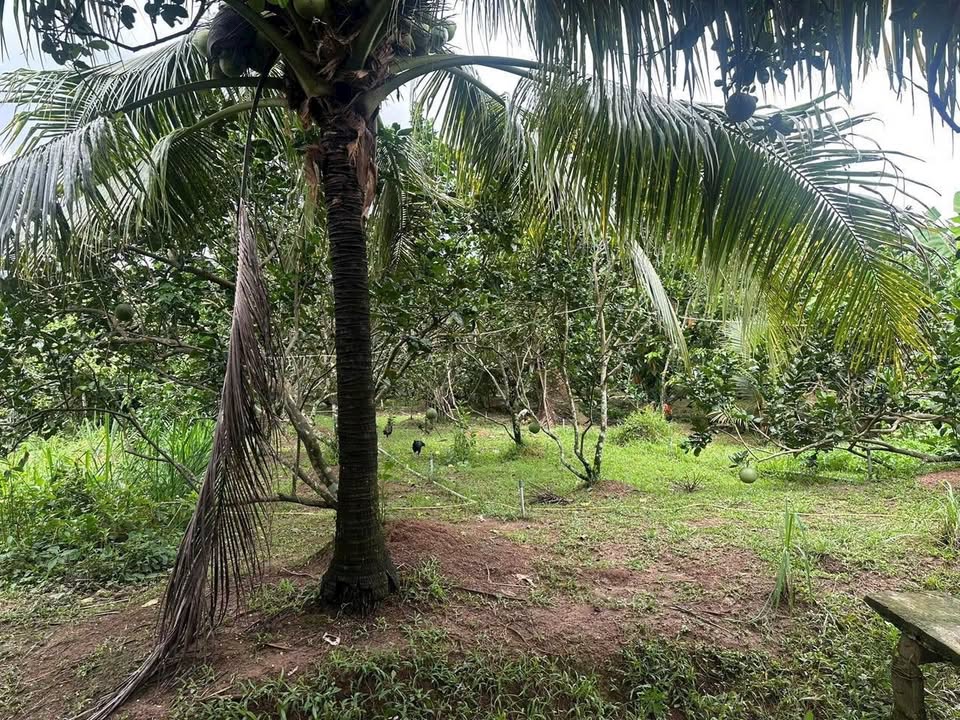 Đất vườn dừa 1200m² Phú Khương - Giá chỉ 599 triệu, hỗ trợ vay ngân hàng!
