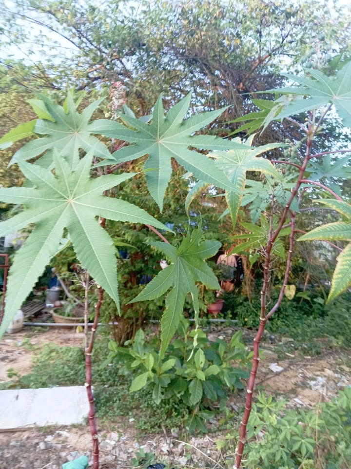 Đất nền Phú Quốc 300m² giá thỏa thuận - Đầu tư sinh lời ngay!