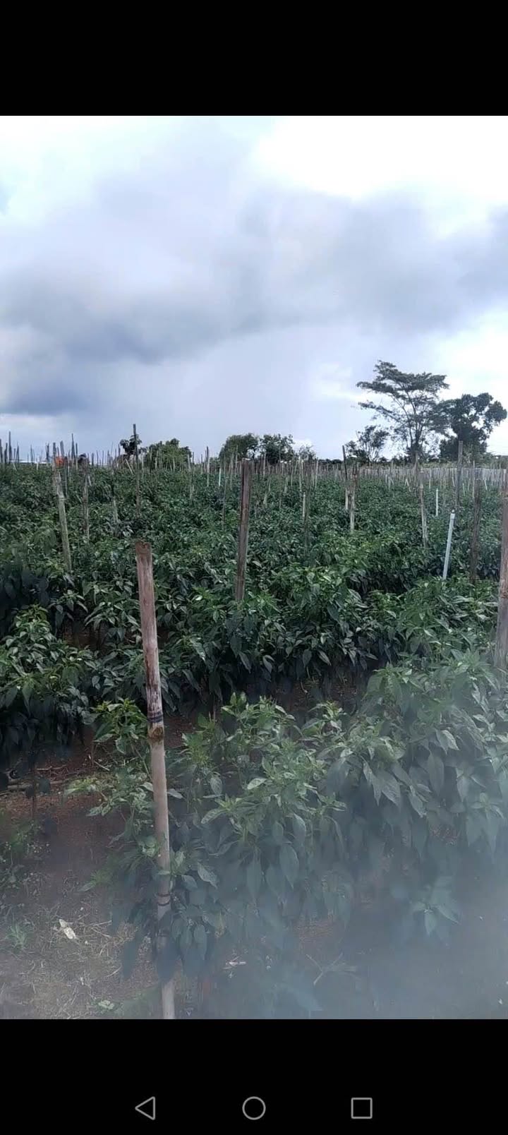 Đất nền 9000m² tại N'Thol Hạ, Đức Trọng - Giá chỉ 1.8 tỷ, sổ đỏ chính chủ!