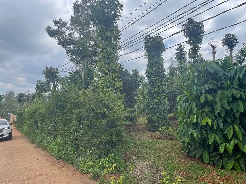 Đất nền Đức Mạnh Đắk Mil 470m² giá 900 triệu - Sổ đỏ chính chủ, mặt đường bê tông!