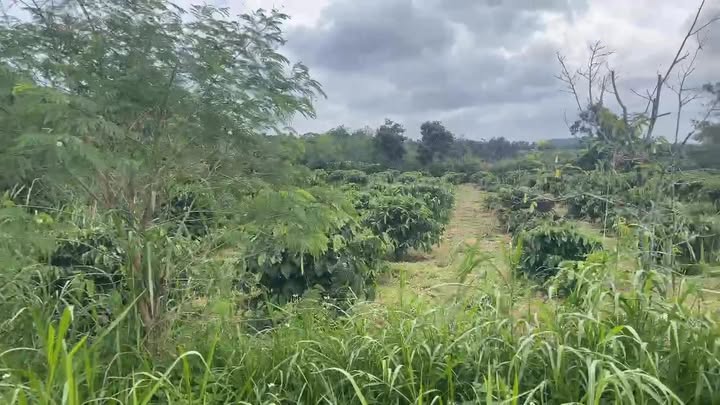 Đất vườn xã Xuân Phú, Ea Kar 2.600.000m² giá 169 tỷ - Cơ hội đầu tư tốt!