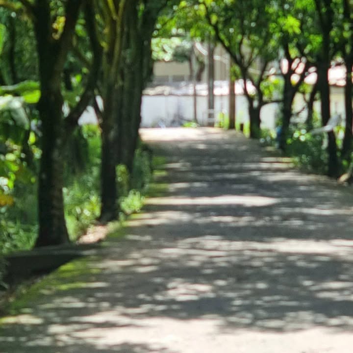 Farm vườn xoài 4142m² Phường Cao Lãnh - Đầu tư sinh lời ngay!