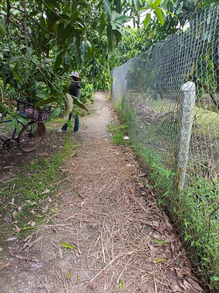 Đất vườn xoài 2245m² Vĩnh Xương An Giang - Giá chỉ 528 triệu!