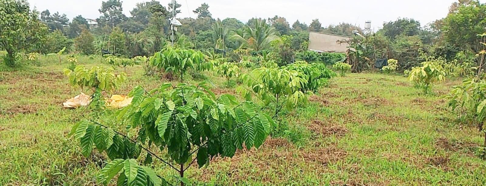 Đất thổ cư Tân Lạc Bảo Lâm 400m² giá 4 tỷ - Đường ô tô vào tận nơi!