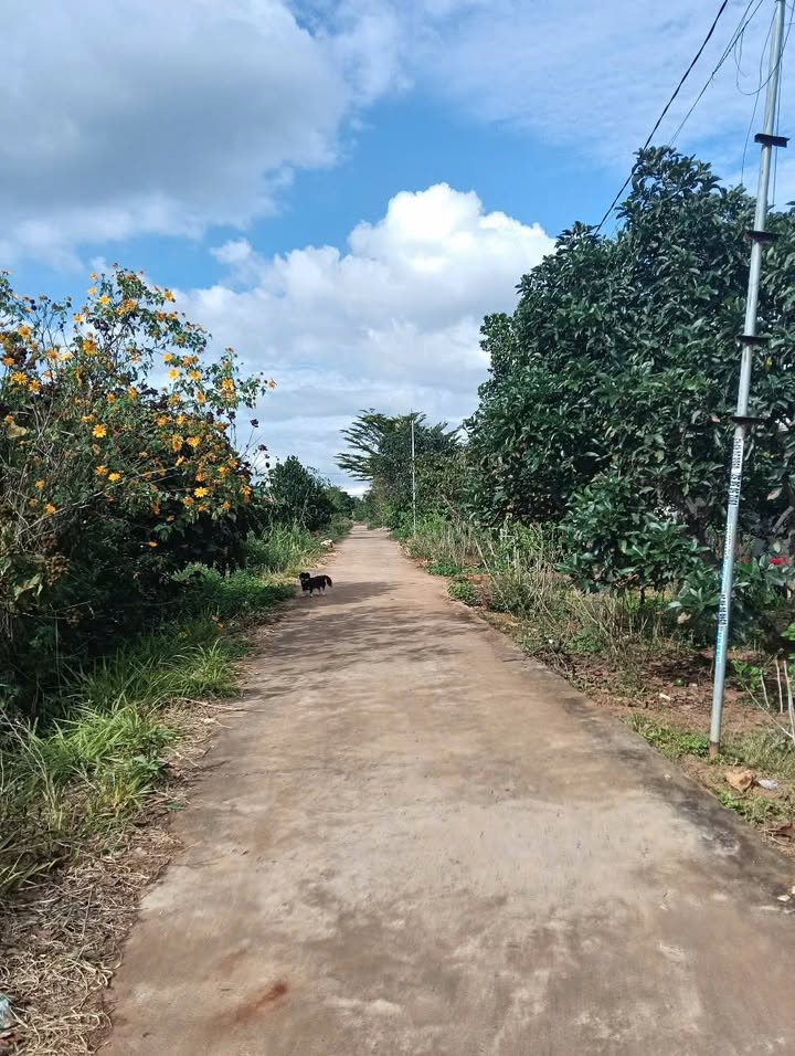 Đất Farm Gia Lâm, Lâm Hà 4843m² giá 7.5 tỷ - Hướng Tây Bắc, View đẹp