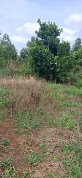 Đất Bảo Bình Cẩm Mỹ 3600m² giá 1 tỷ - Sổ đỏ chính chủ, thương lượng ngay!