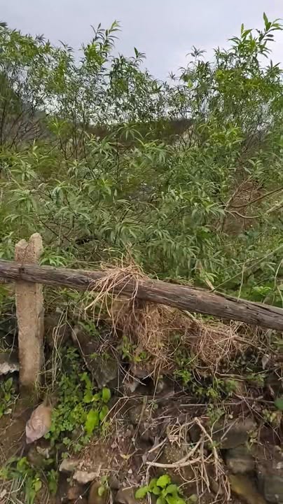 Đất nền xóm Xuân Hồ, xã Nam Xuân, 291m² - Lô góc 3 mặt tiền tiềm năng!