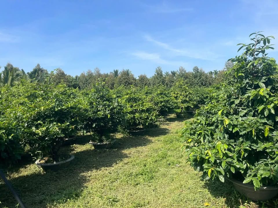 Đất nền Long Thới Chợ Lách 1000m² giá 950 triệu - Đầu tư sinh lời ngay!