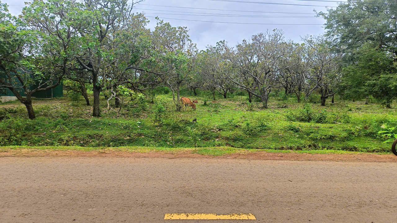 Đất nền Đức Cơ 1755m² giá 800 triệu - Sổ đỏ chính chủ!