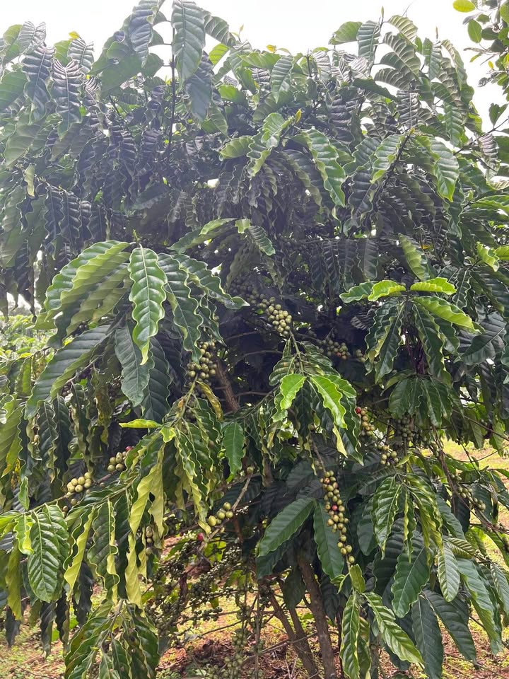 Farm thôn 13 Lộc Ngãi 13000m² giá chỉ 990 triệu - Cơ hội đầu tư tuyệt vời!