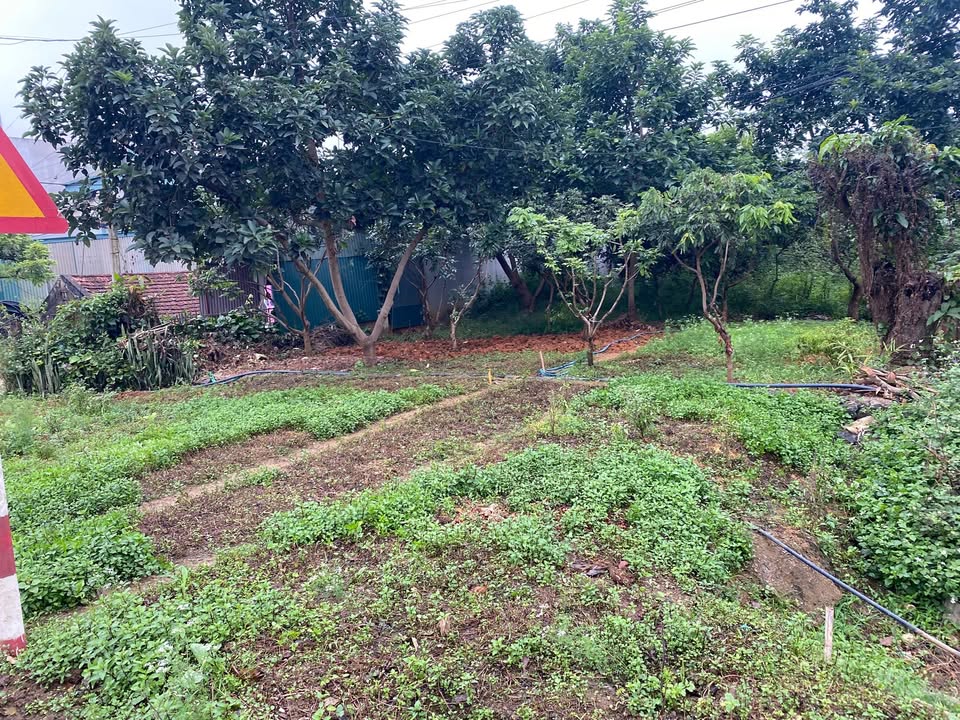 Đất mặt đường Quốc lộ 6, Chiềng Mung, 390m² chỉ 1 tỷ - Cơ hội đầu tư hấp dẫn!